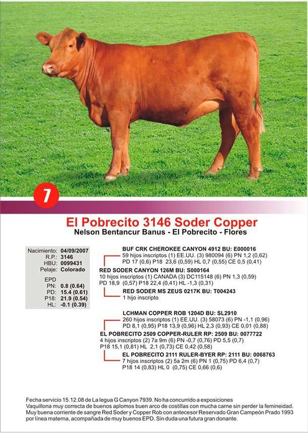 lote7_1